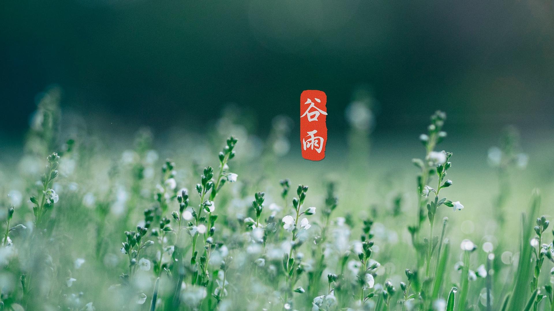 节气谷雨高清桌面壁纸图片