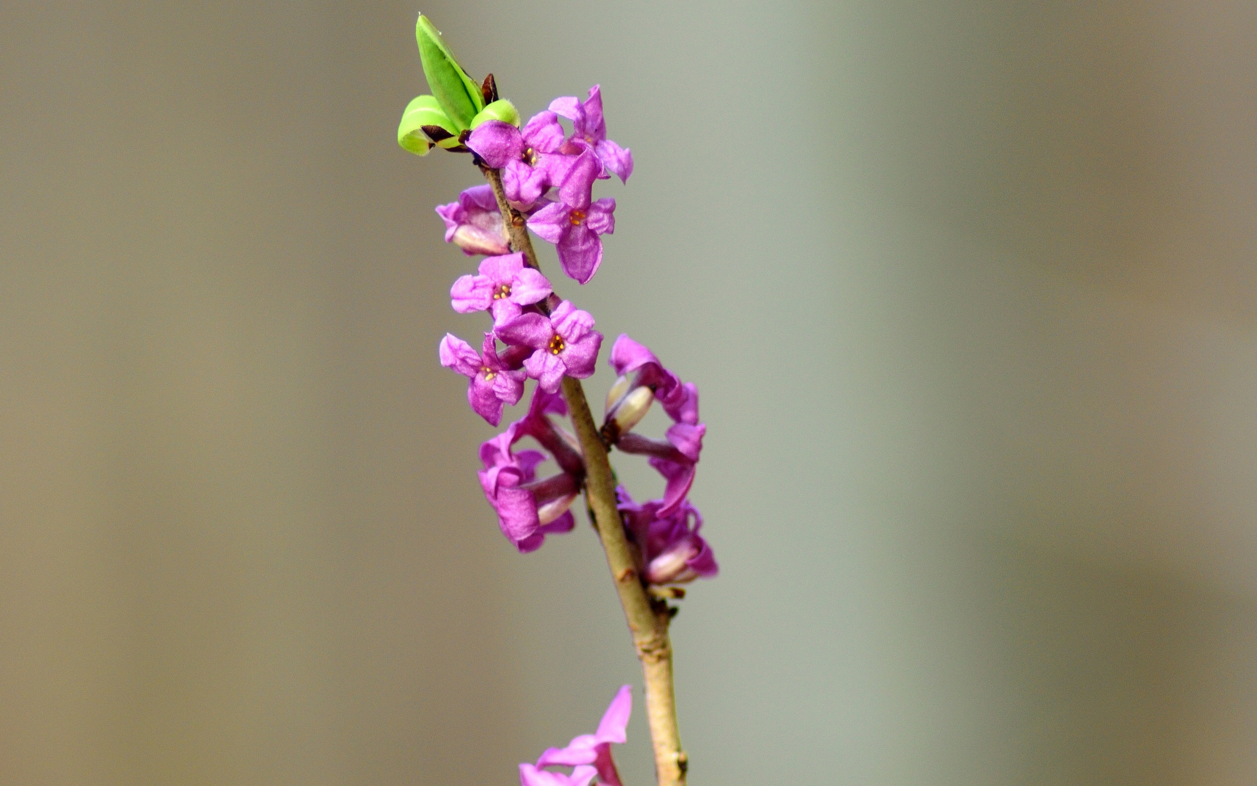 瑞香花图片桌面壁纸