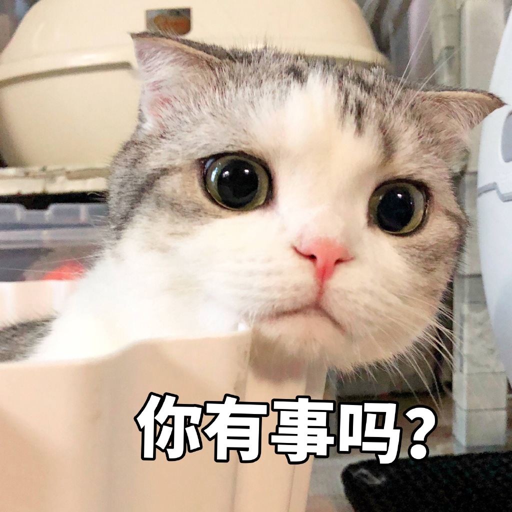 泡芙猫的表情包合集