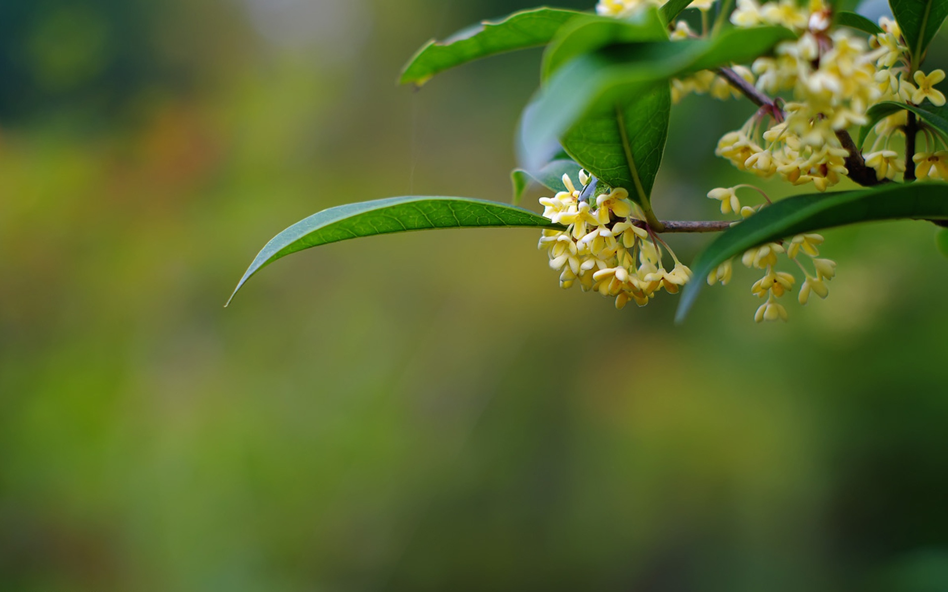 中秋节桂花图片桌面壁纸