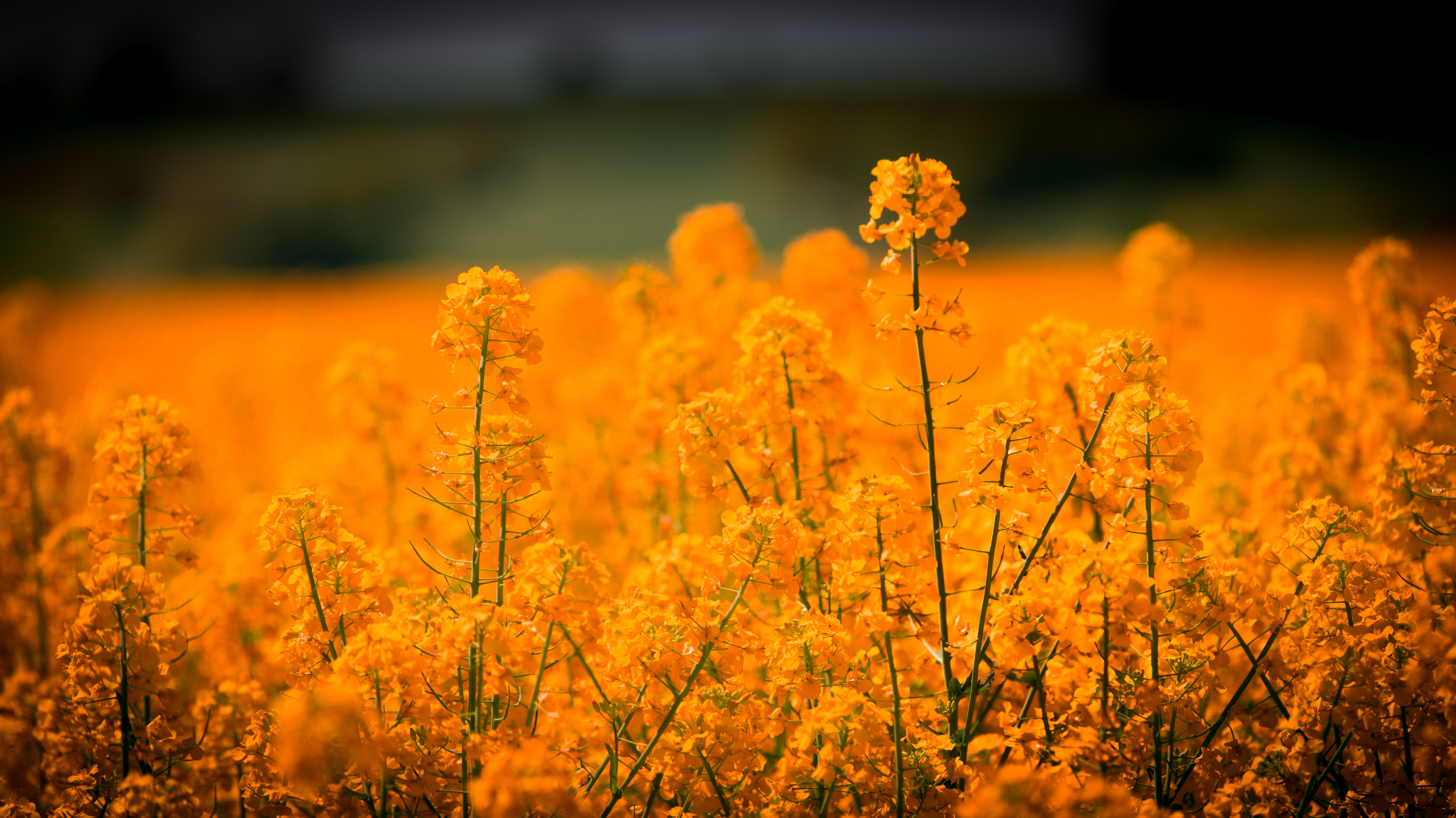 油菜花花海风景图片桌面壁纸