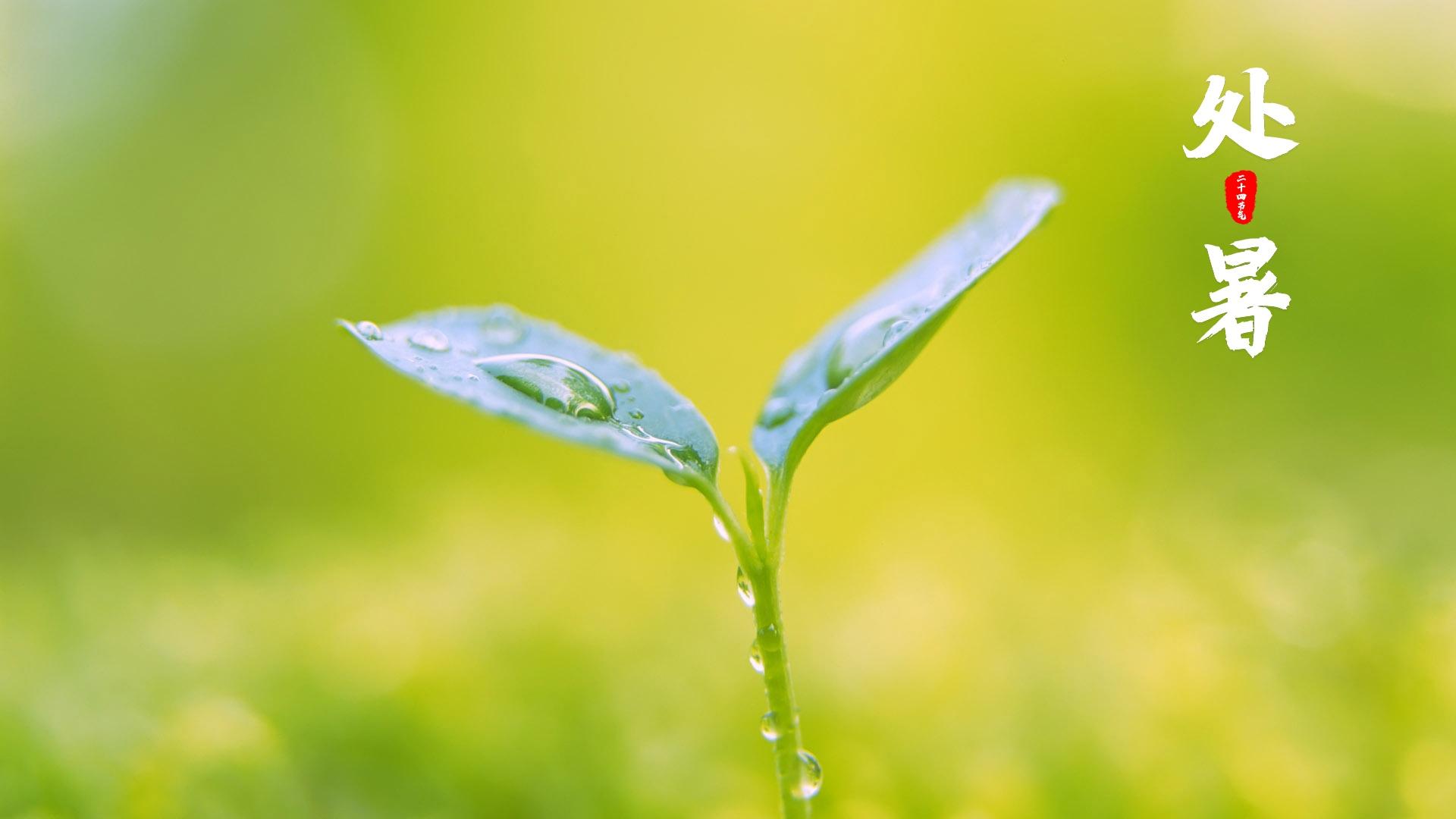 24节气之处暑电脑壁纸图片