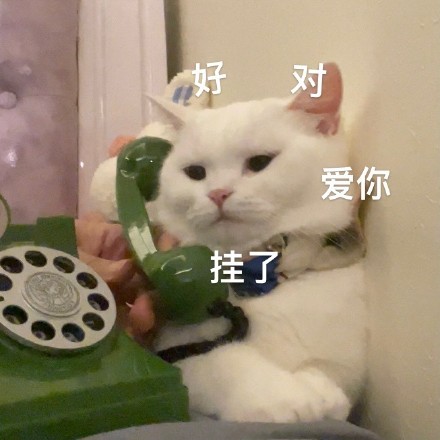 猫咪奶盖打电话表情包