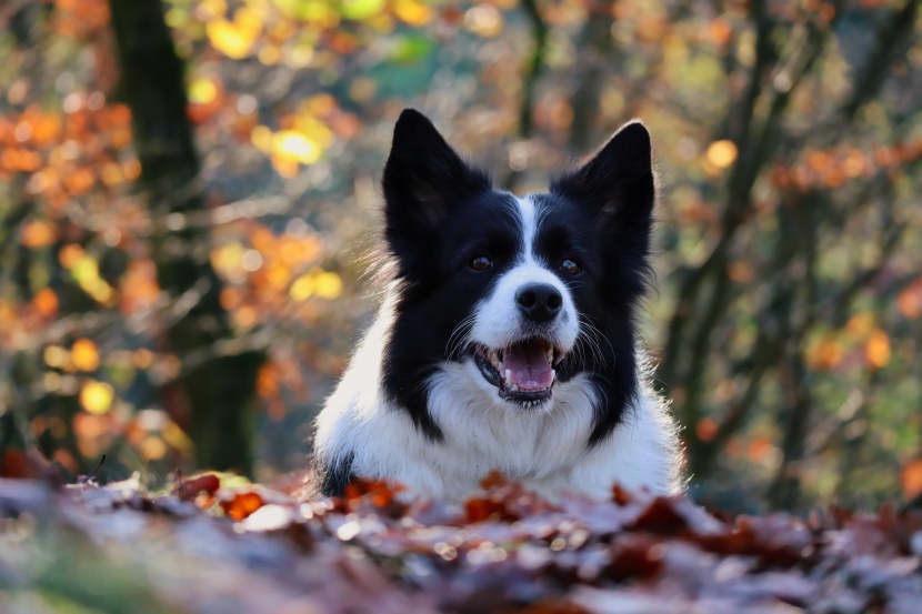 边境牧羊犬图片