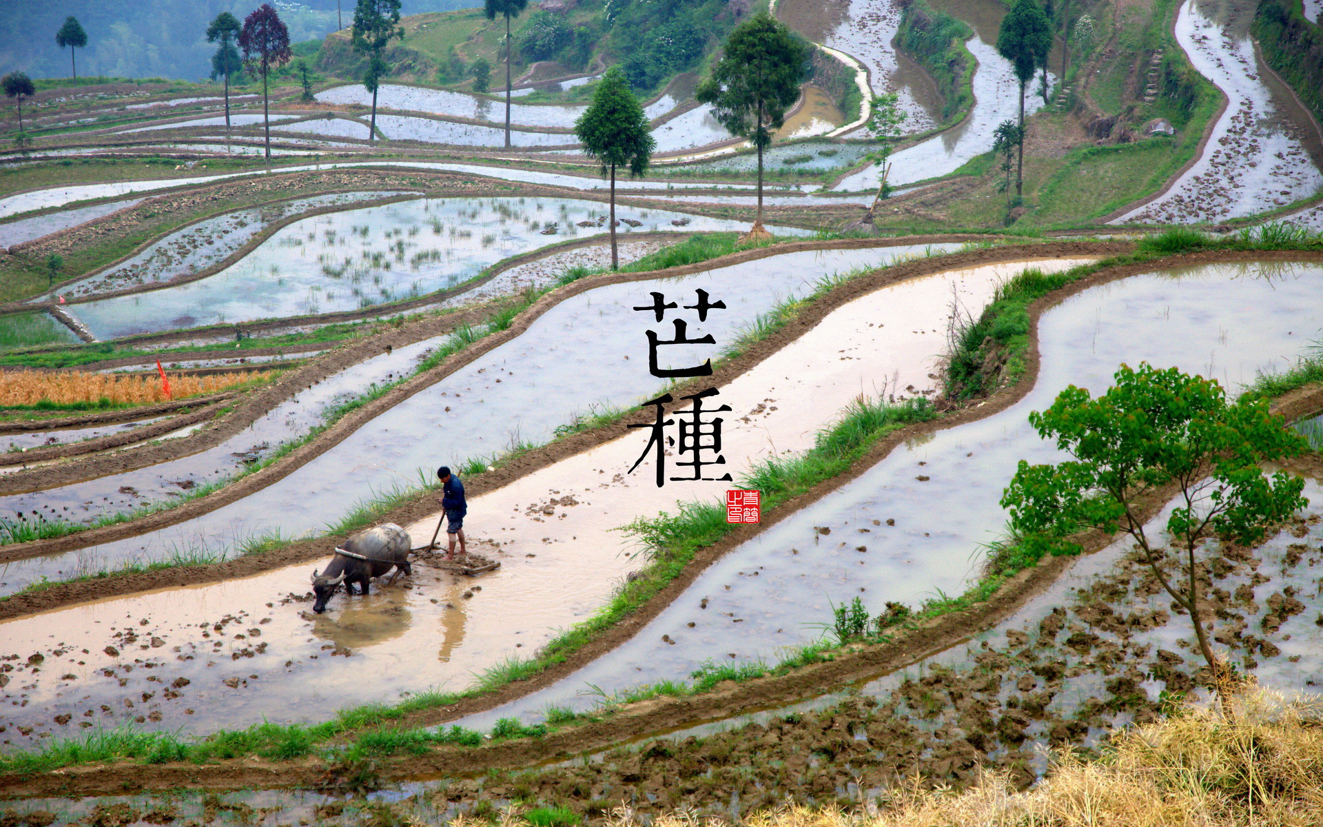 芒种时节高清桌面壁纸图片