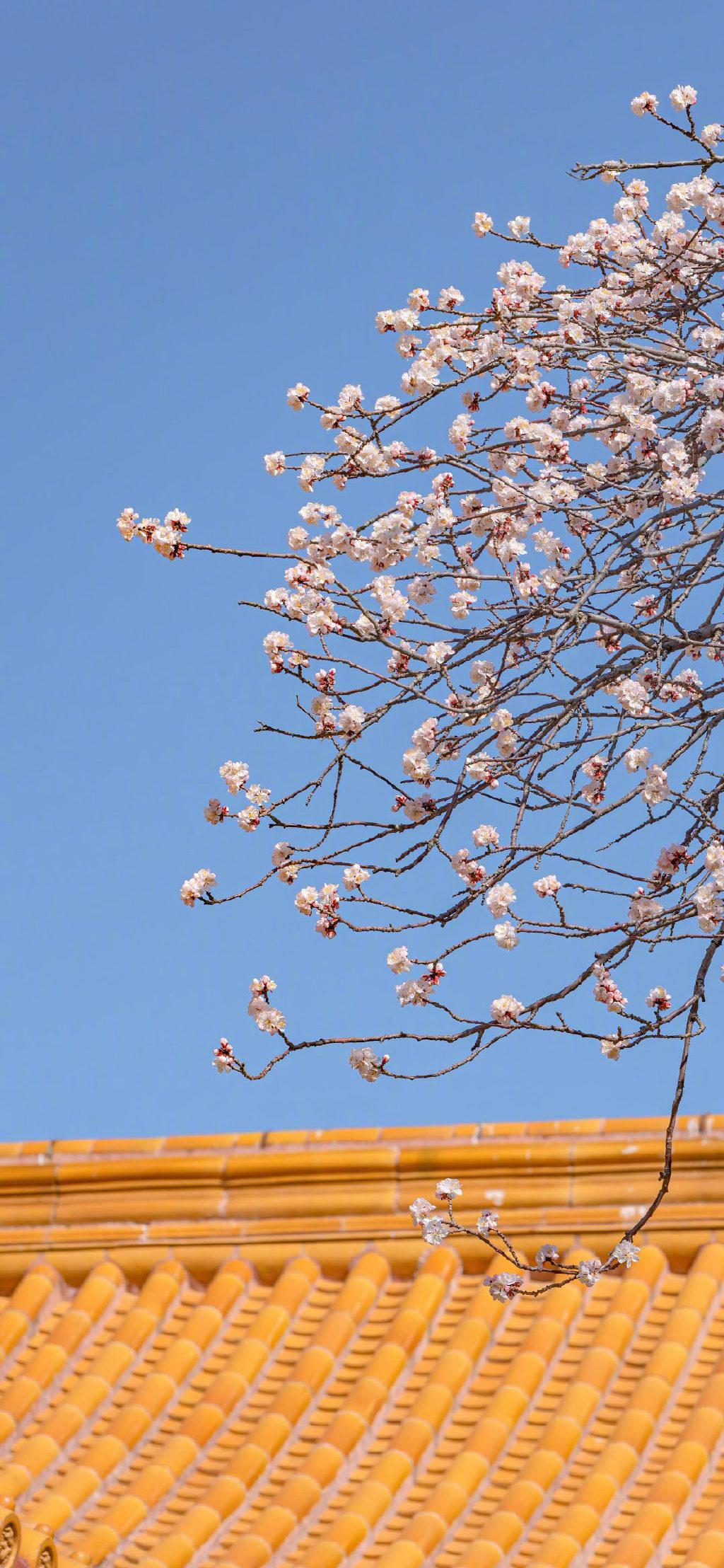 唯美杏花风景图片