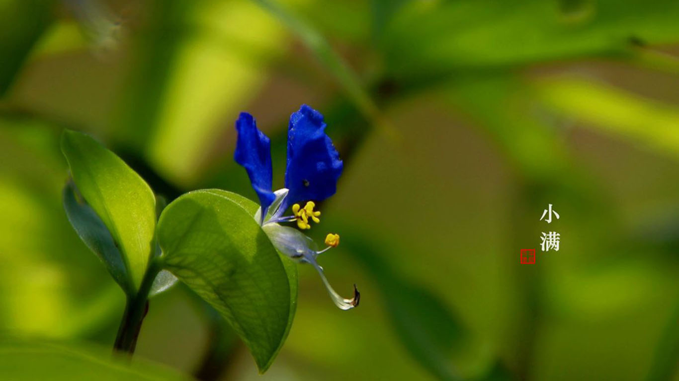 24节气小满景色桌面壁纸