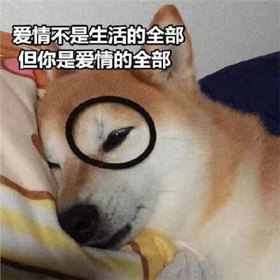 狗狗土味情话表情包图片