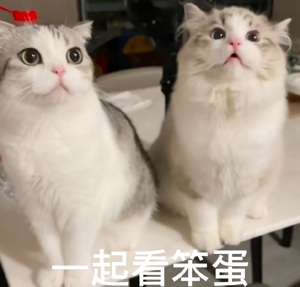 猫咪泡芙表情包 小泡芙表情包 ​​​​