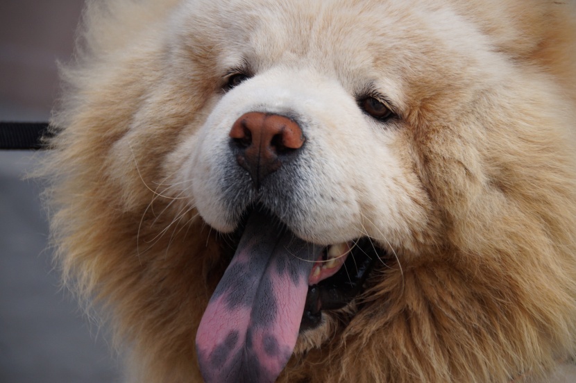 松狮犬图片 松狮狗图片