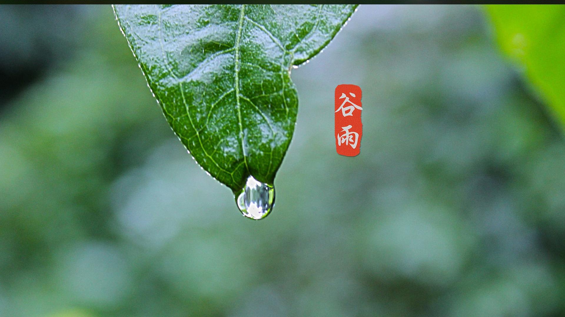 节气谷雨高清桌面壁纸图片