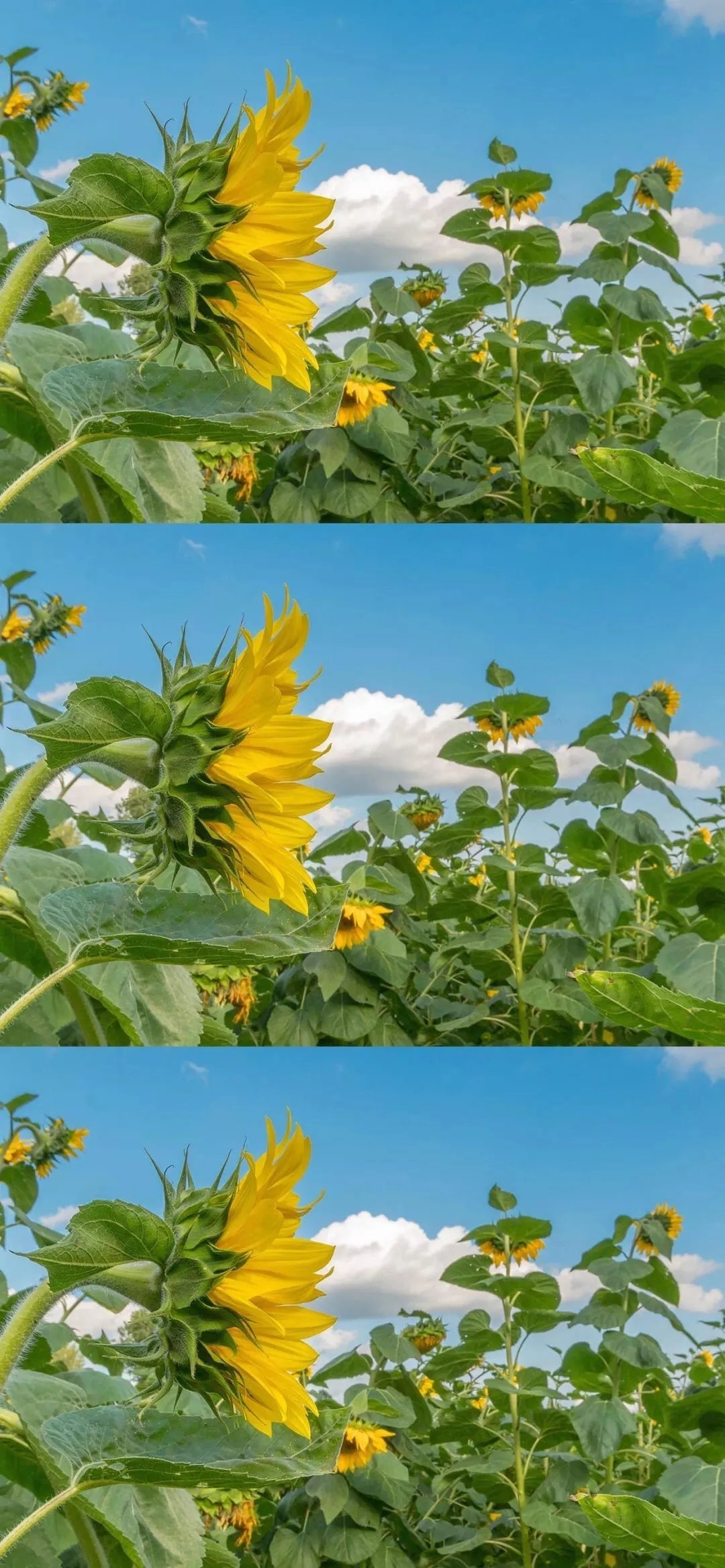 向日葵高清壁纸