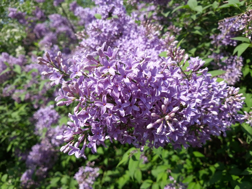 高清丁香花图片