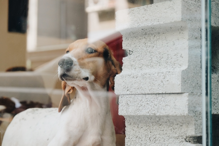 巴吉度犬图片