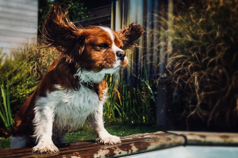 查理士王小猎犬图片