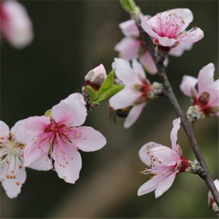 阳春三月桃花图片赏析