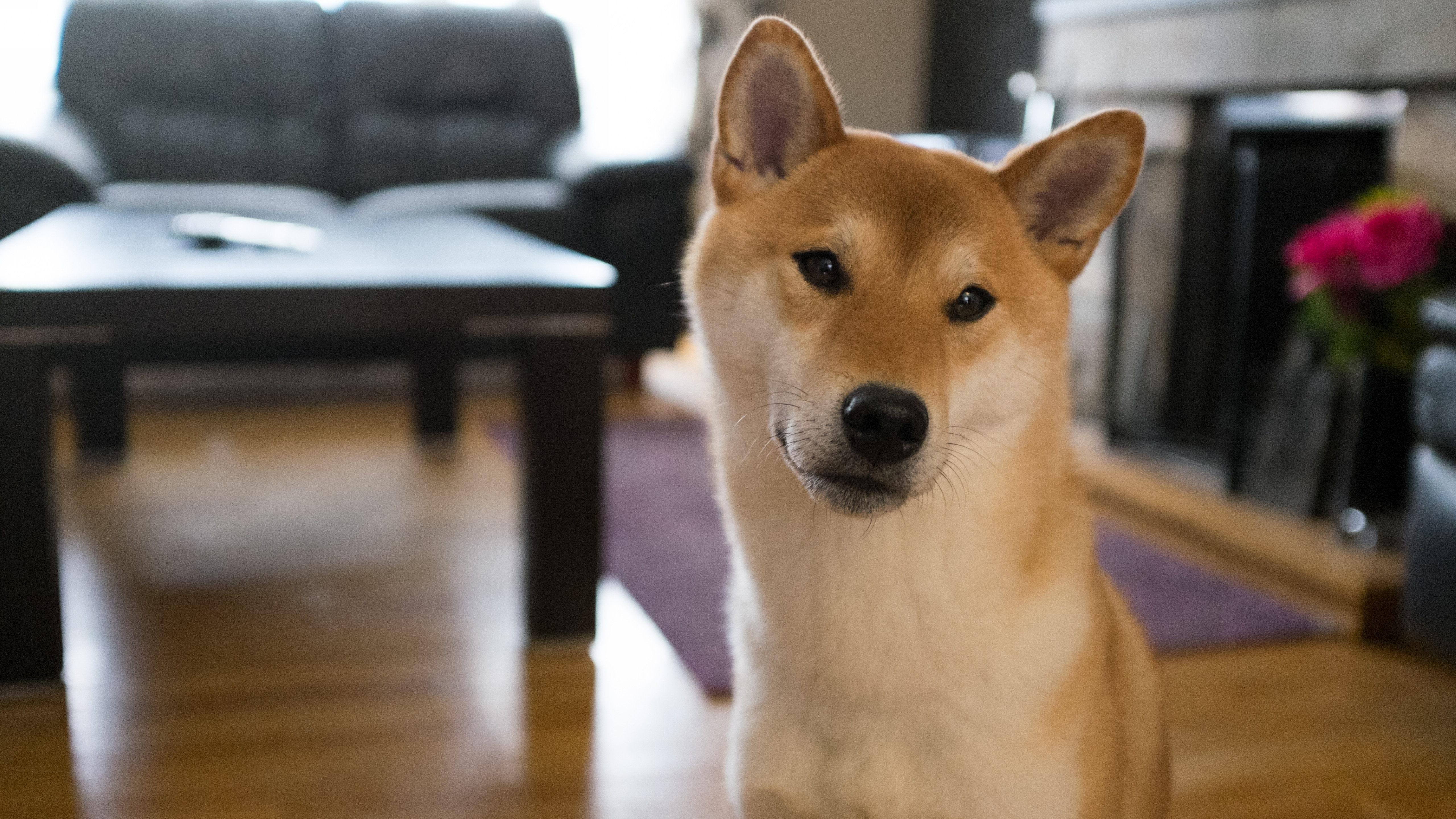 日本秋田犬图片桌面壁纸