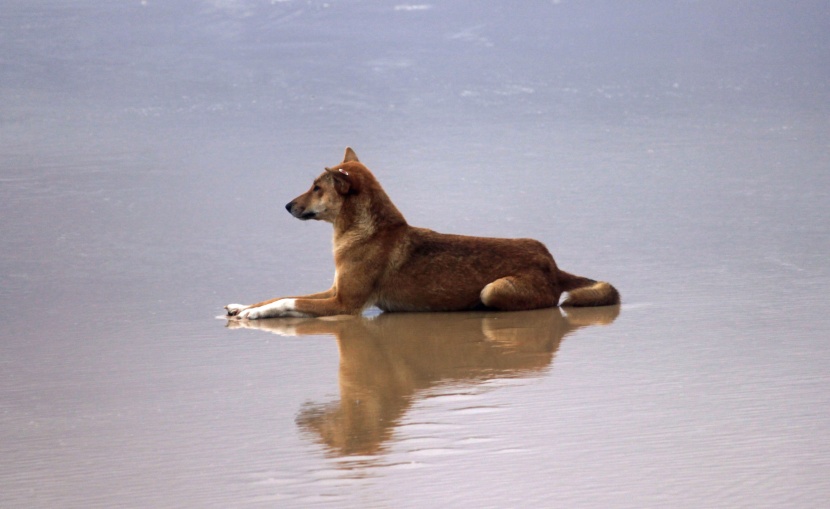 澳洲野犬图片