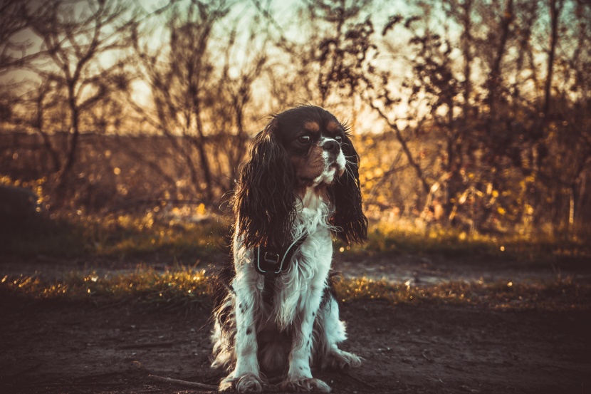 查理士王小猎犬图片