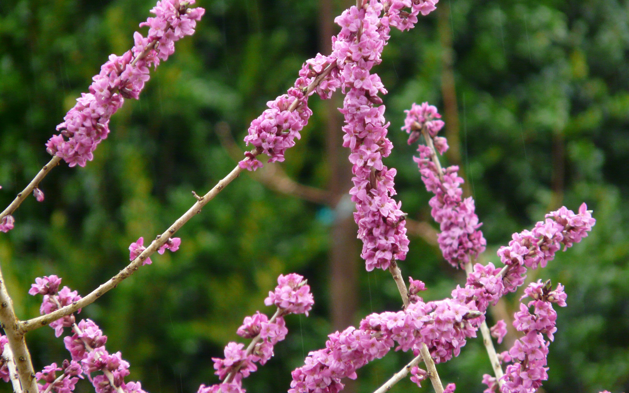 瑞香花图片桌面壁纸