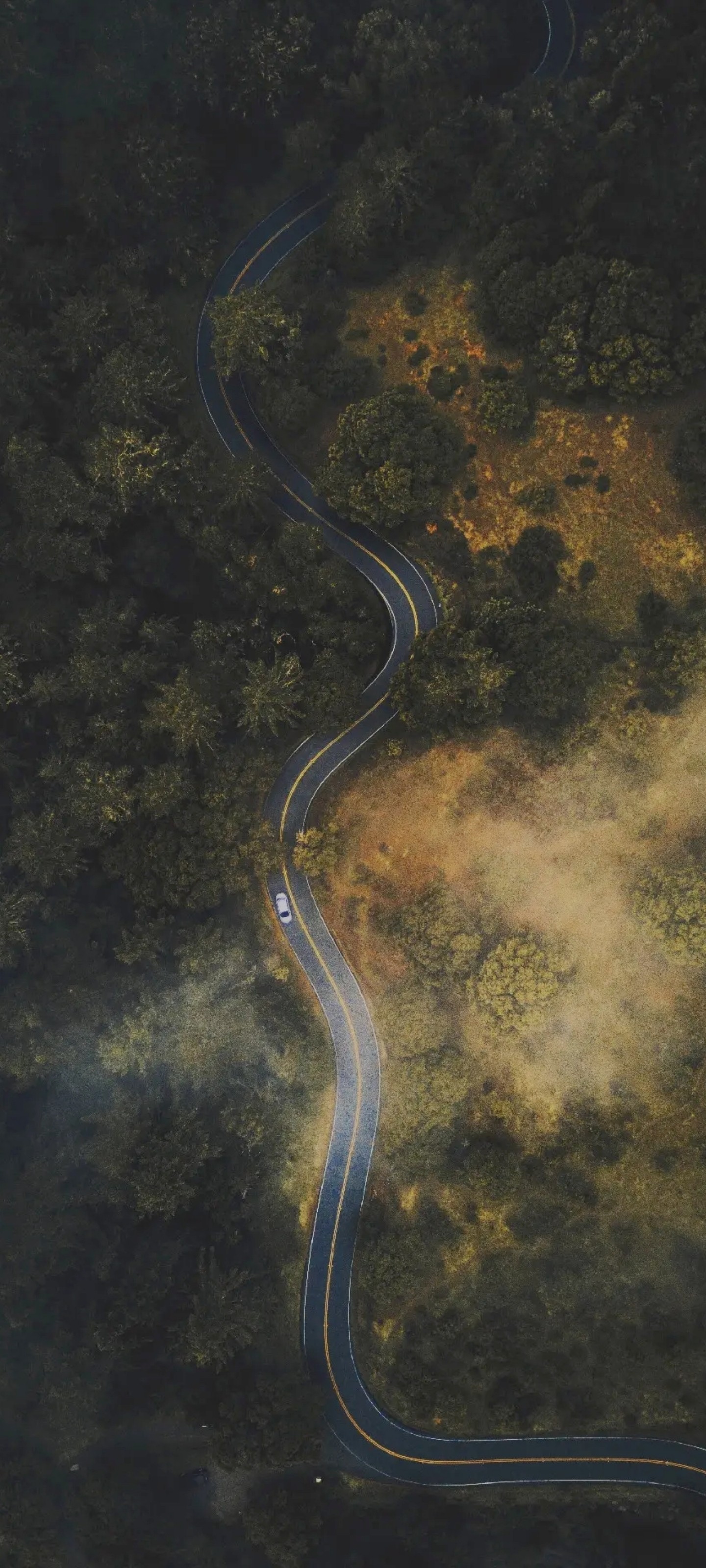 空旷森林公路风景手机壁纸