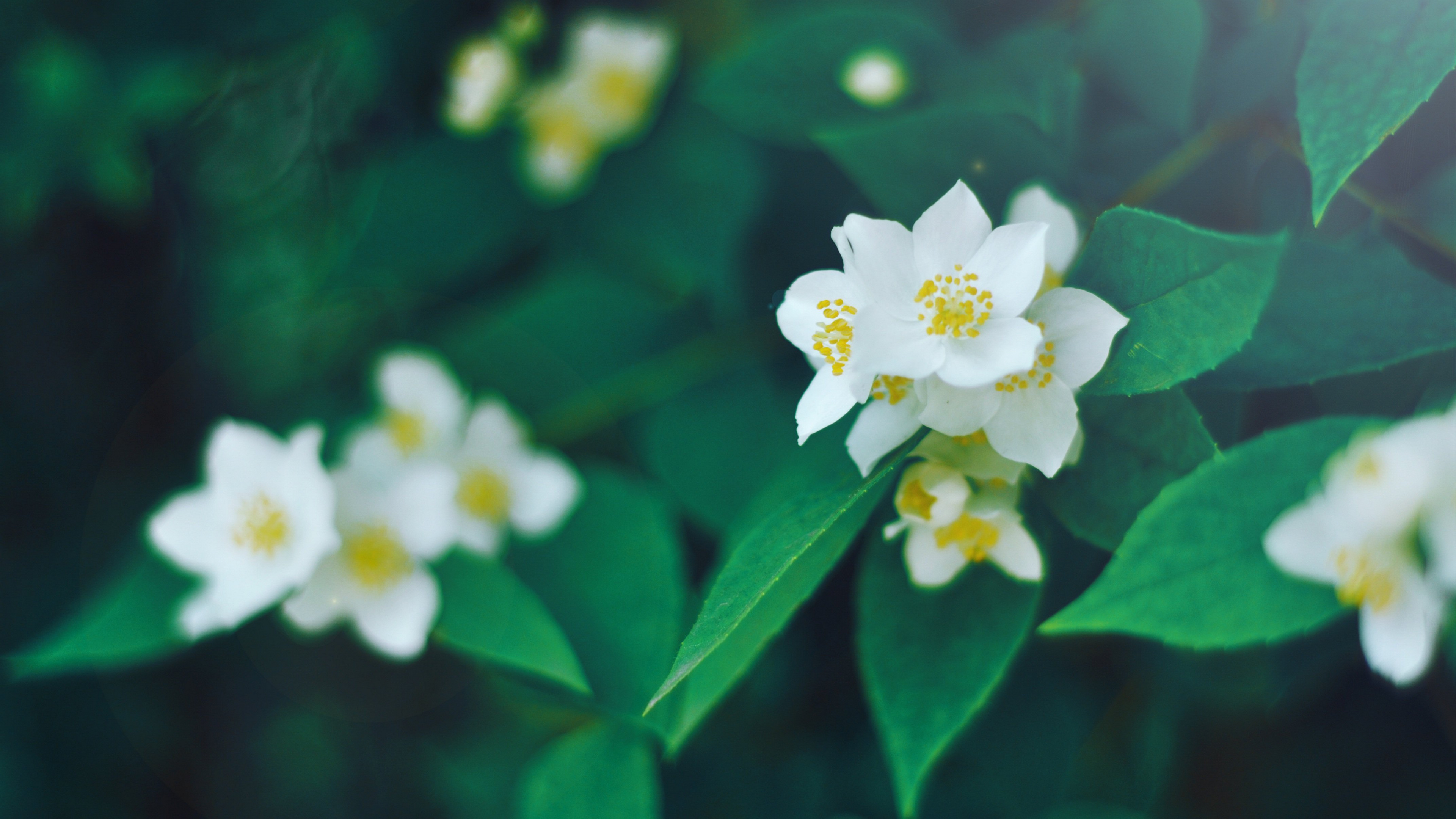 高清茉莉花图片桌面壁纸