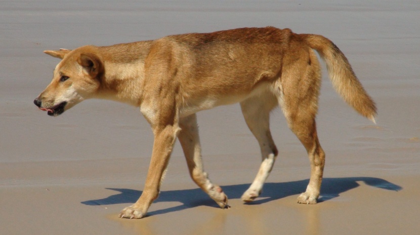 澳洲野犬图片