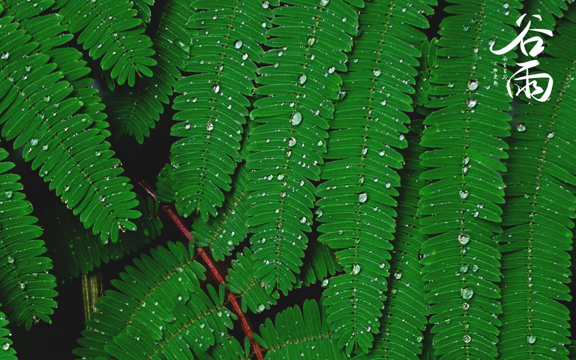 节气谷雨唯美图片桌面壁纸