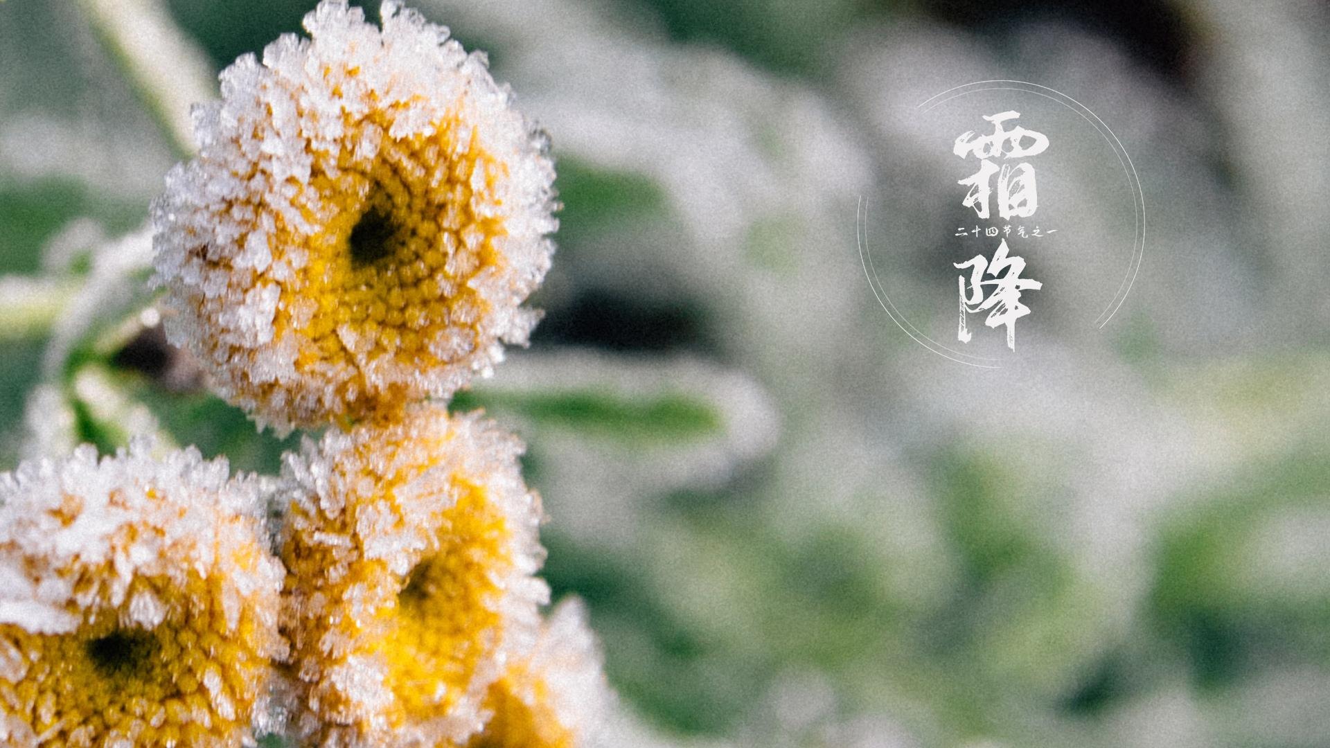 霜降节气唯美风景图片壁纸