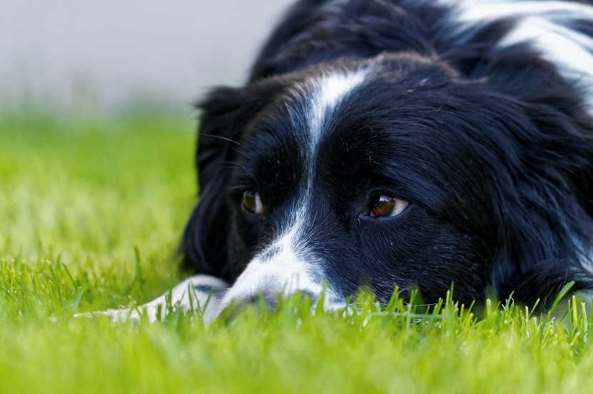 边境牧羊犬图片