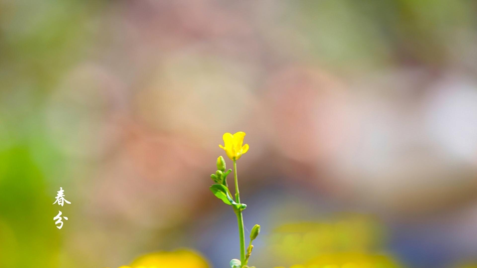 春分时节唯美风景图片壁纸