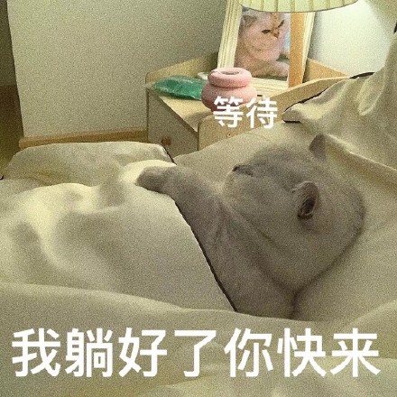 老婆奴猫咪表情包