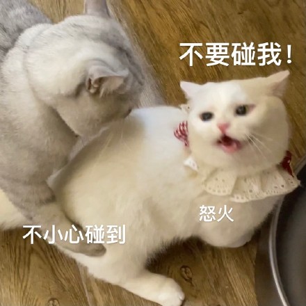 猫咪奶盖暴躁版表情包