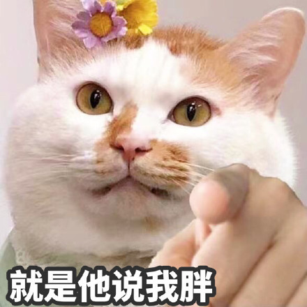 猫猫指人表情包