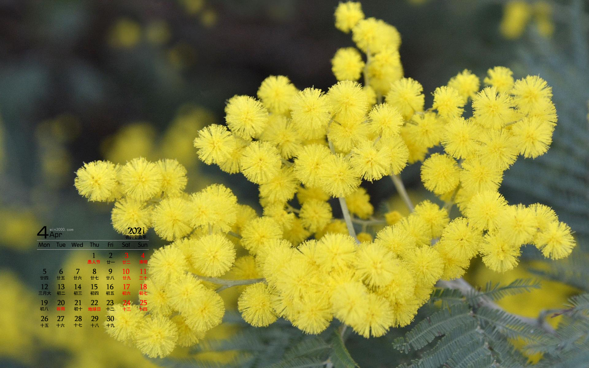 2021年4月黄色花朵桌面日历壁纸