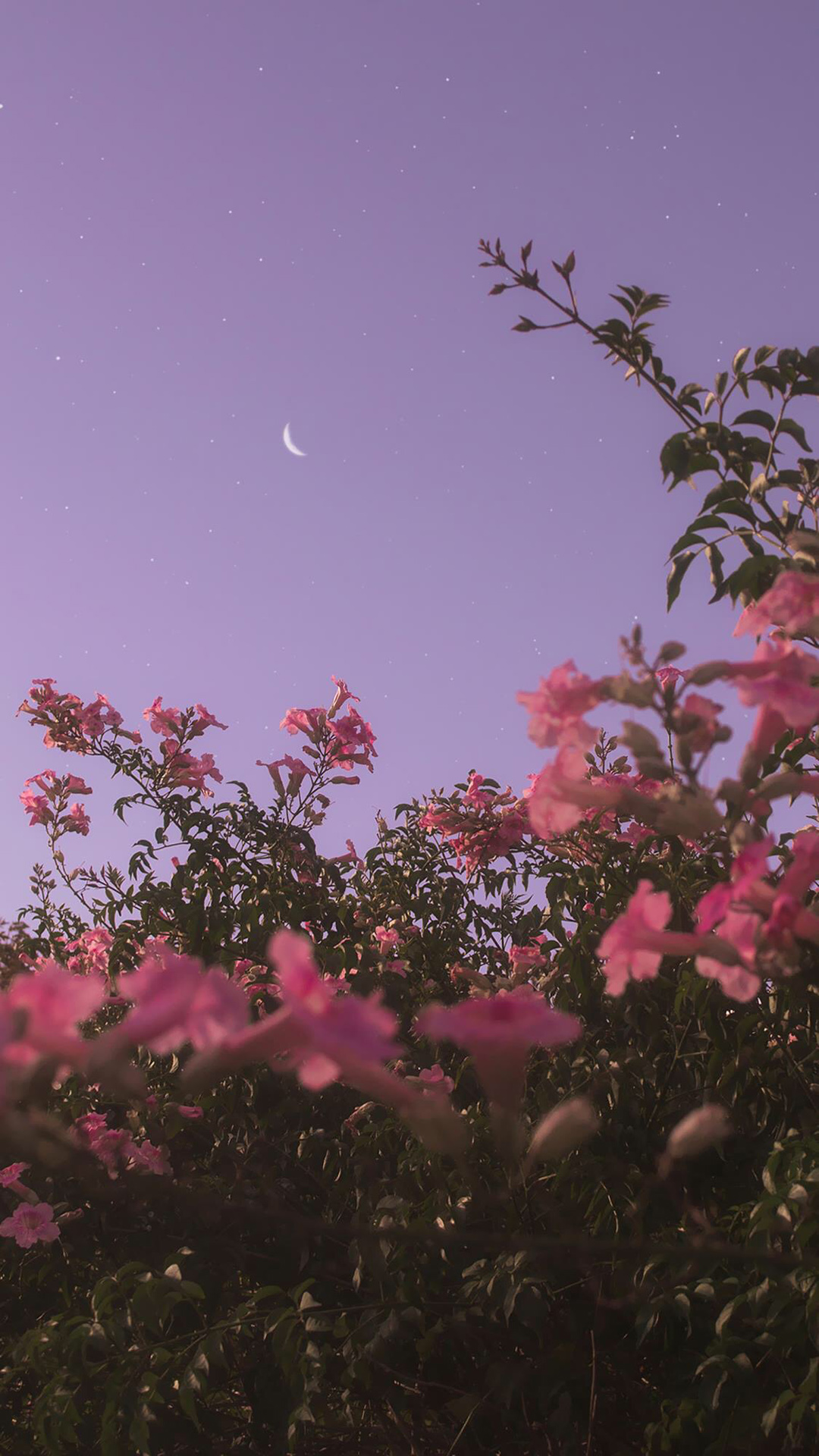 浪漫夜空下的星月云霞风景手机壁纸