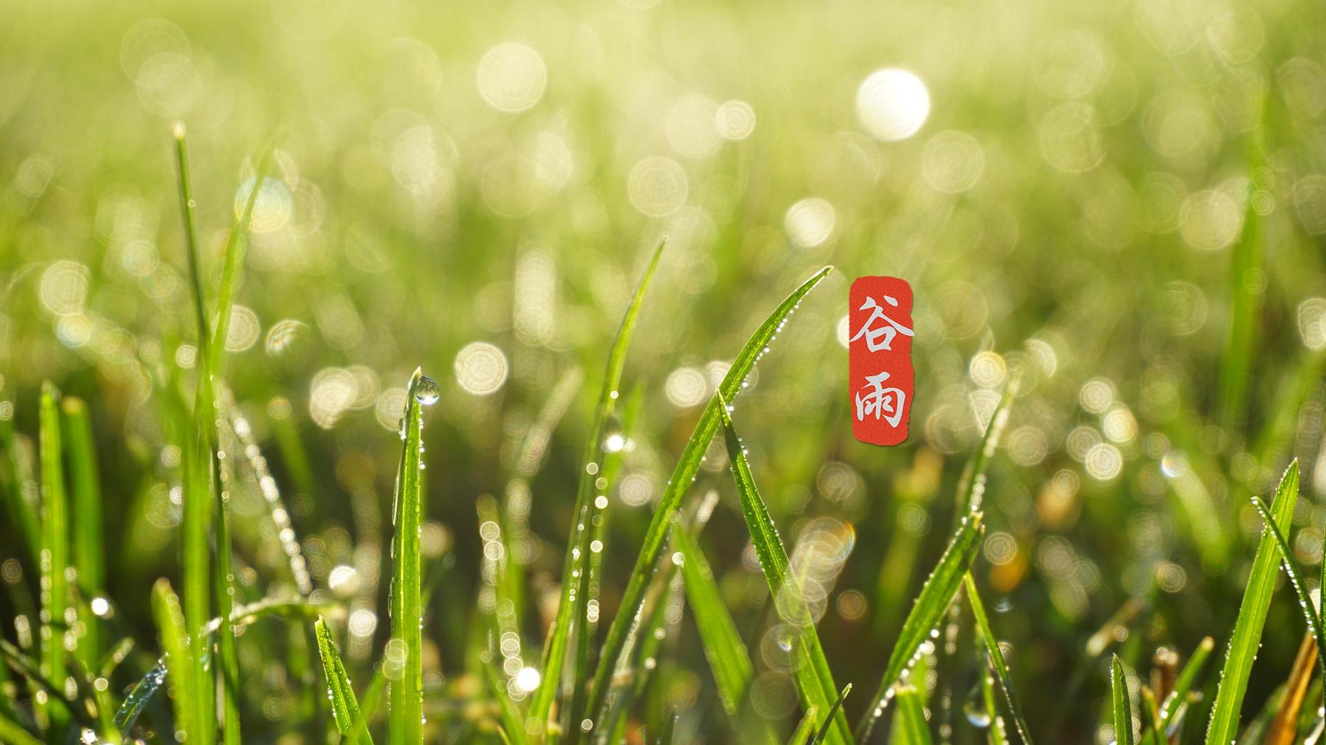 节气谷雨高清桌面壁纸图片