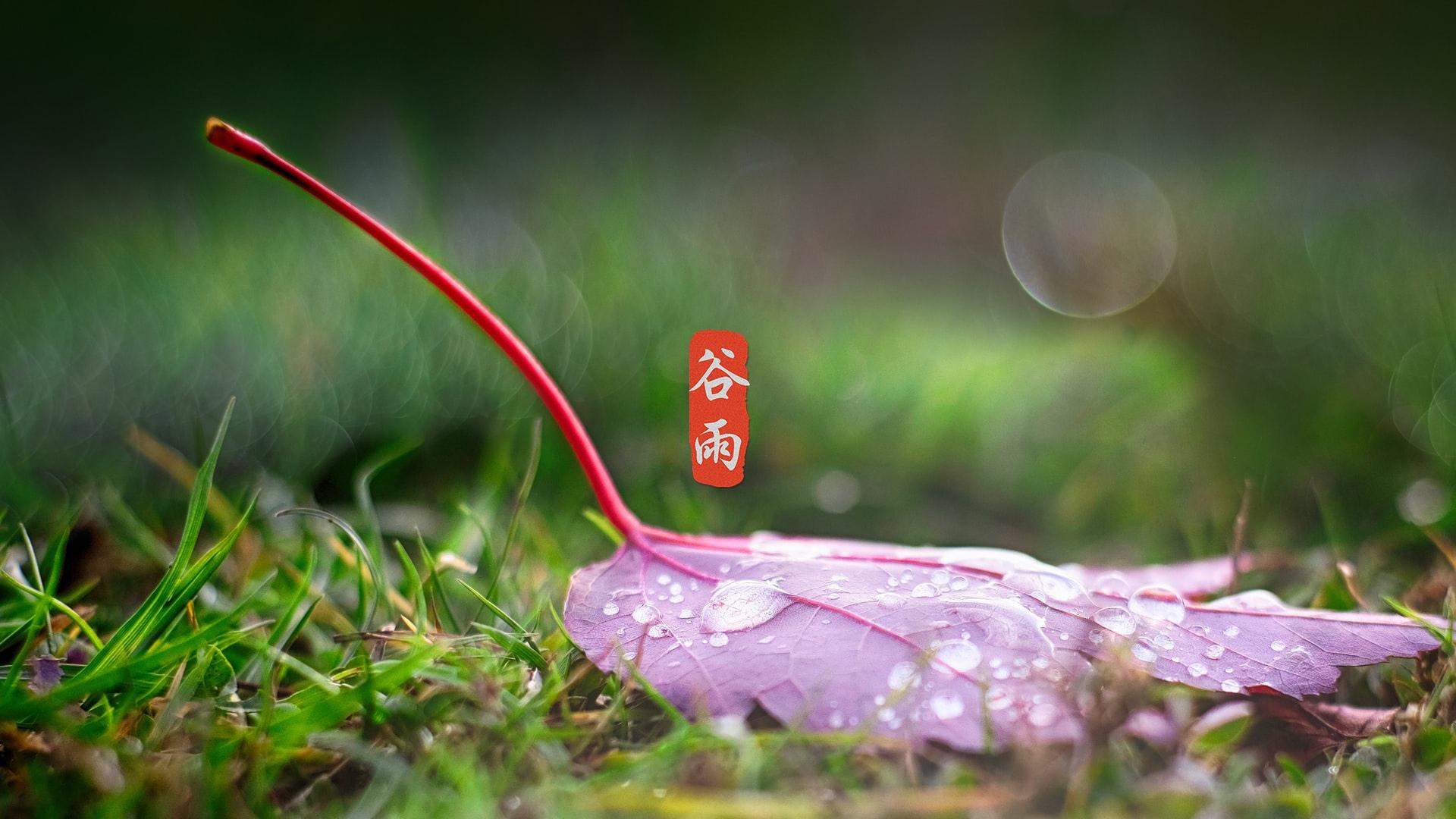 小清新24节气谷雨图片桌面壁纸