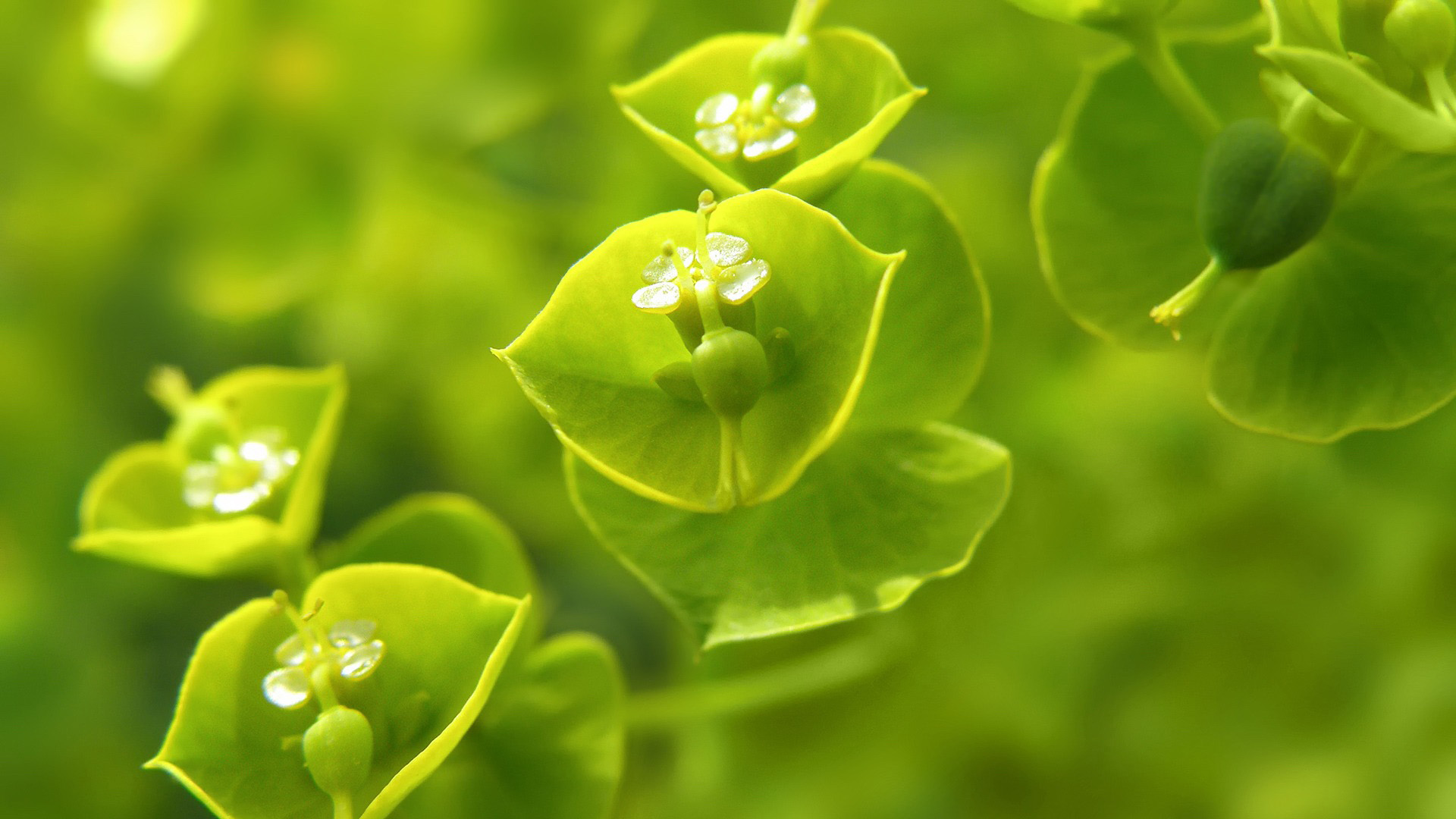 节气小满清新护眼风景桌面壁纸