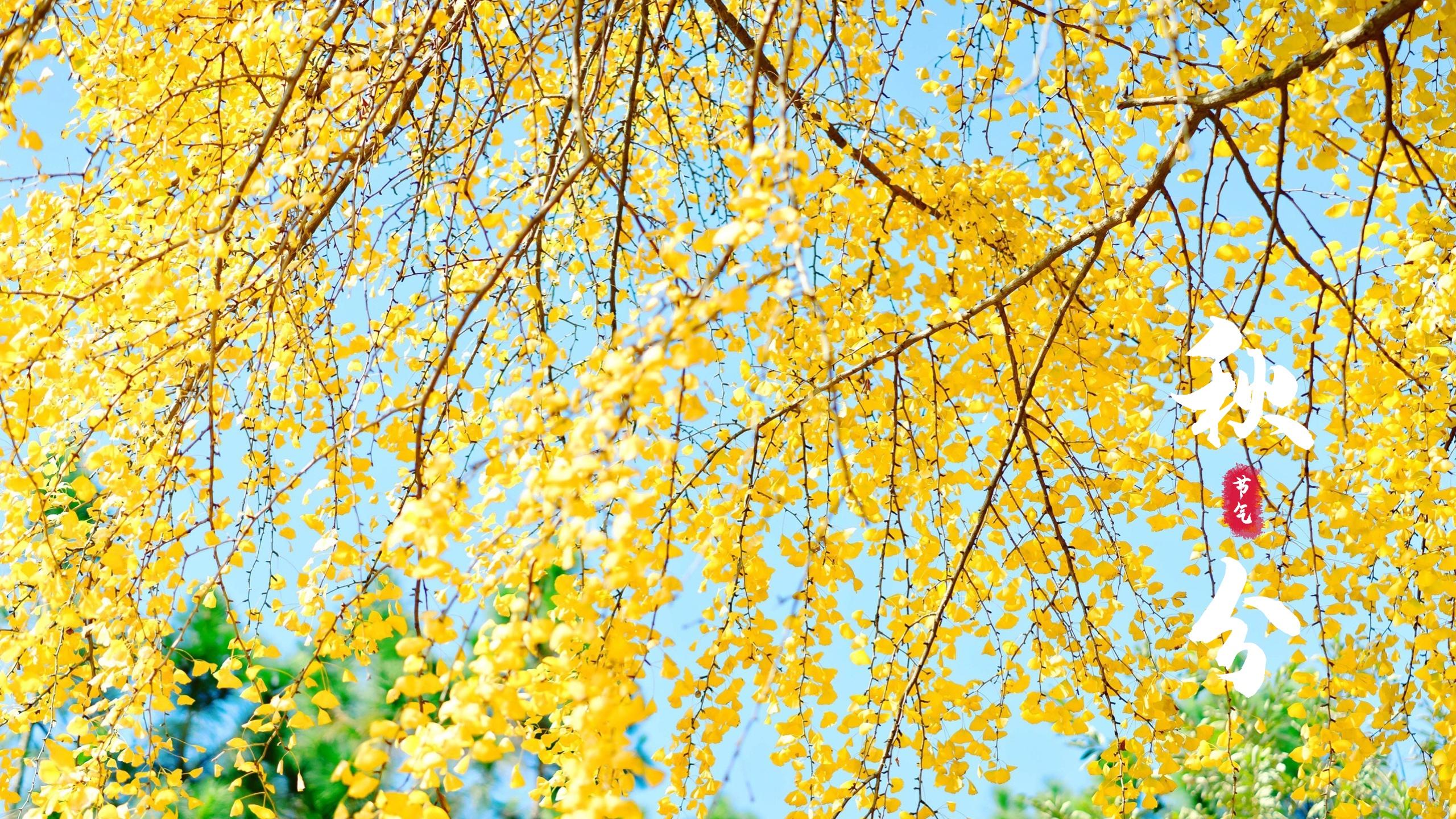 节气秋分唯美银杏风景图片桌面壁纸