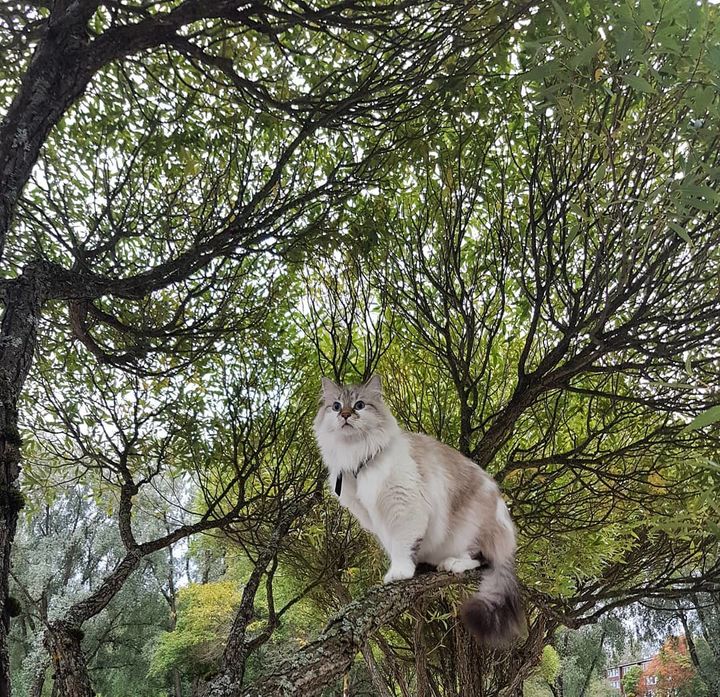 涅瓦河假面猫图片