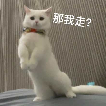 猫咪奶盖活泼表情包