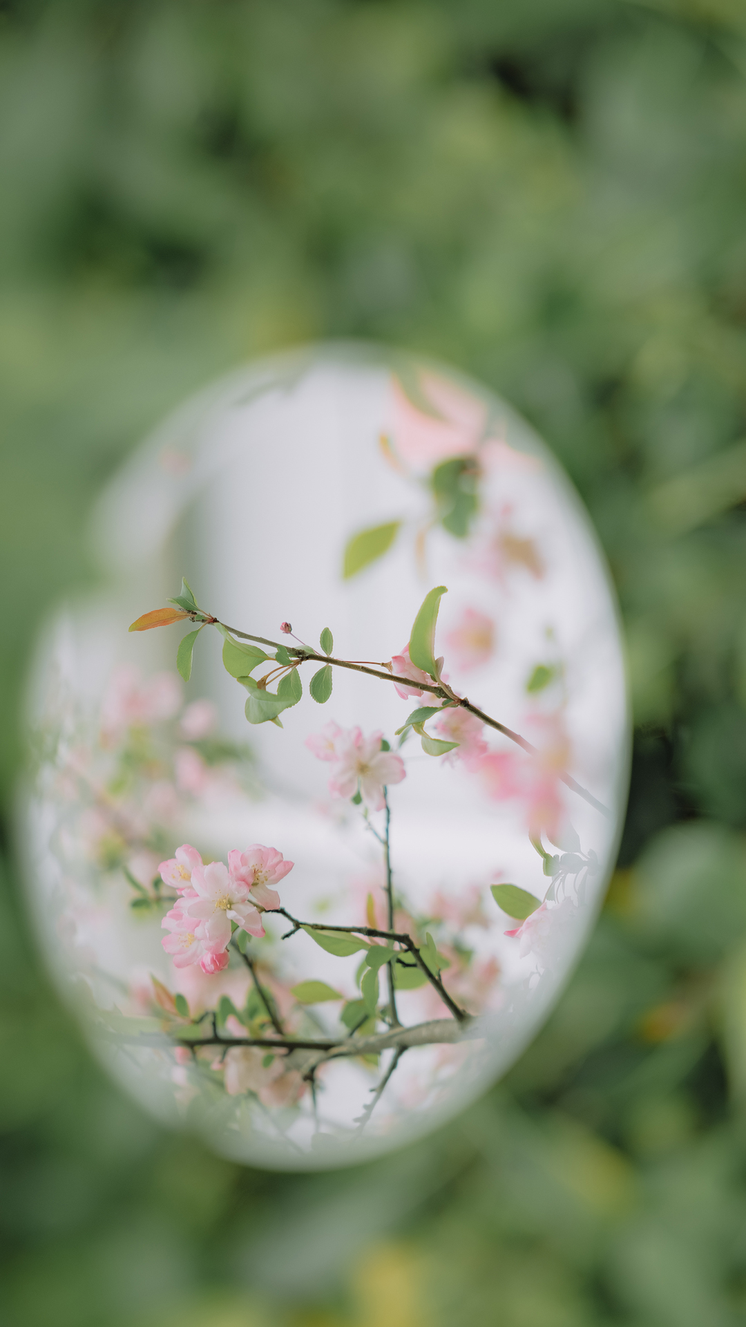 粉色花卉风景手机壁纸