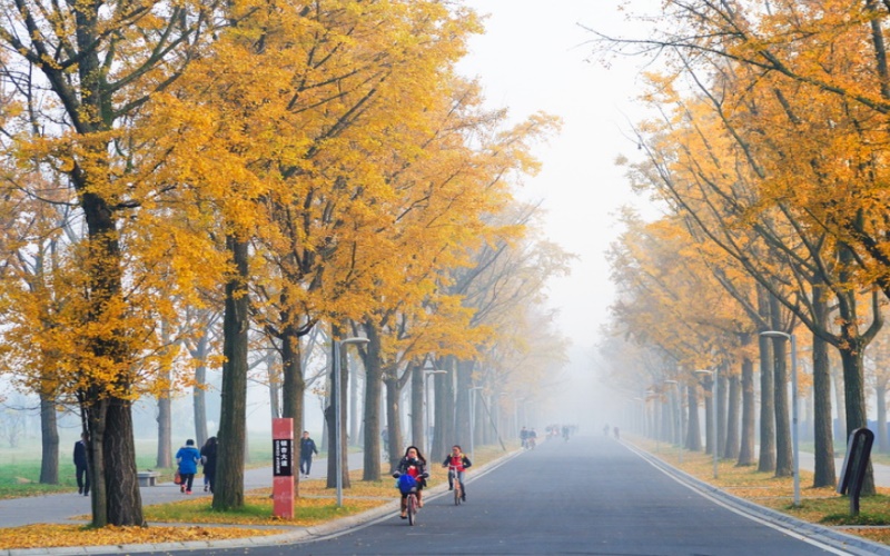 电子科技大学校园风景图片