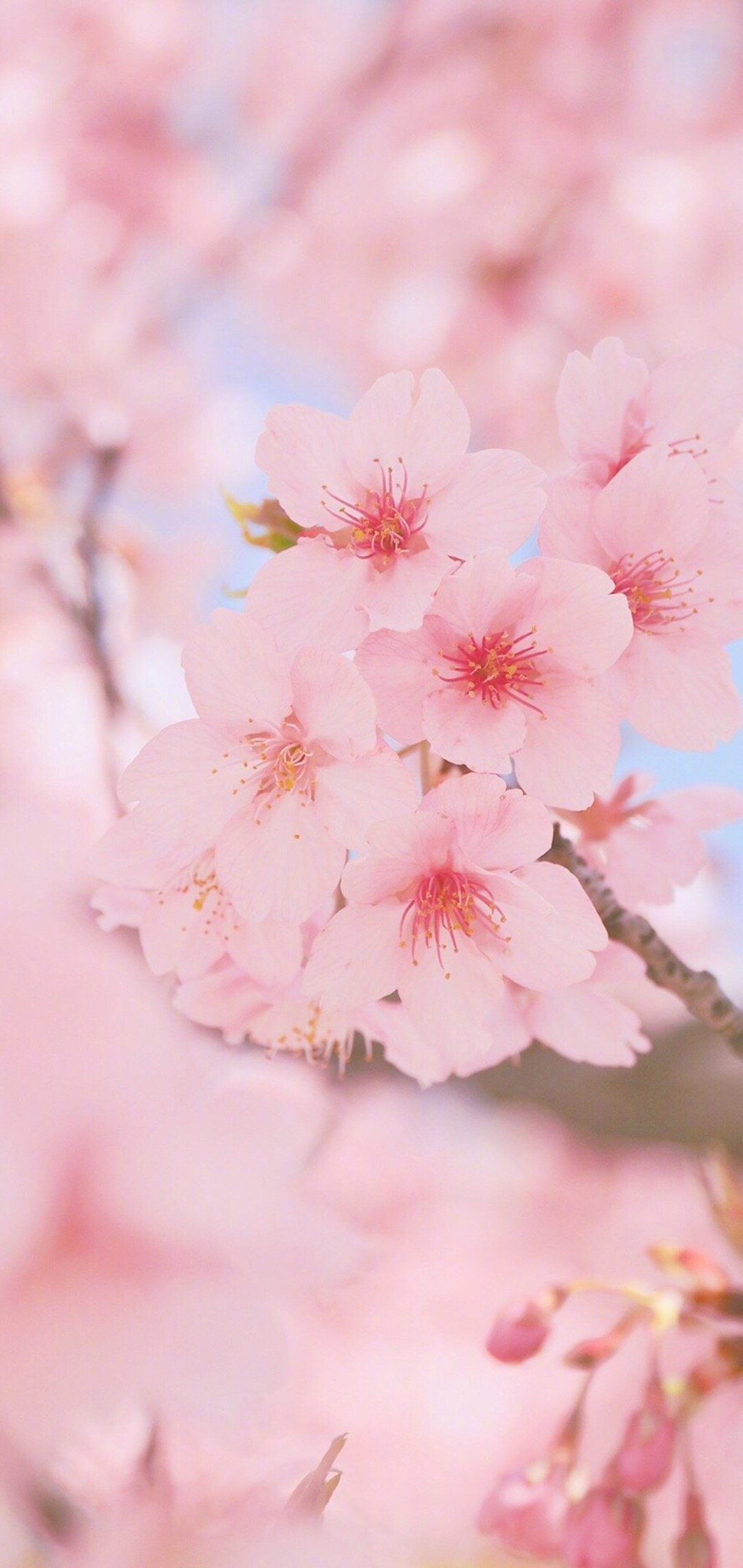 春日粉色樱花手机壁纸