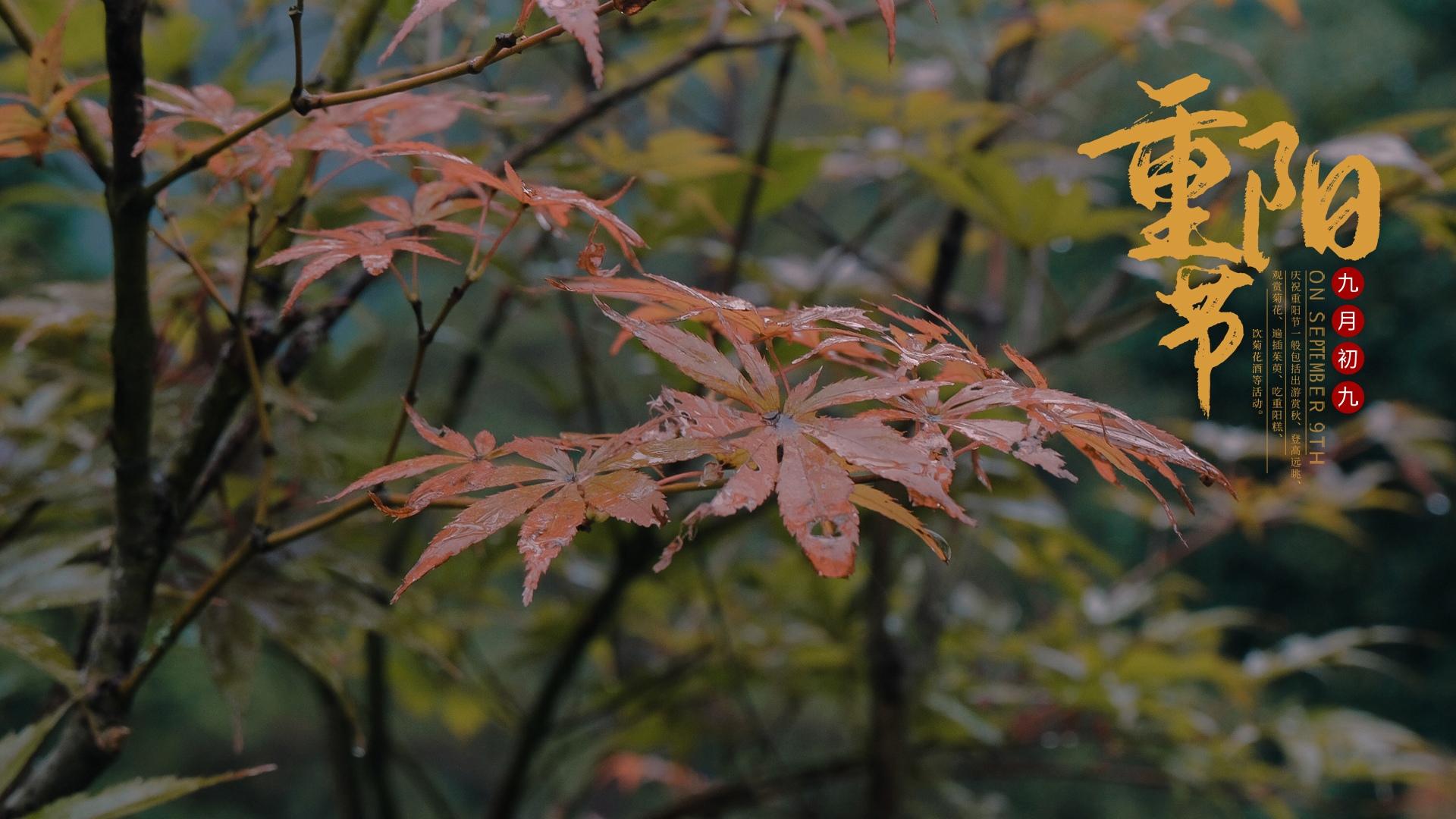 九九重阳节枫叶秋景图片壁纸