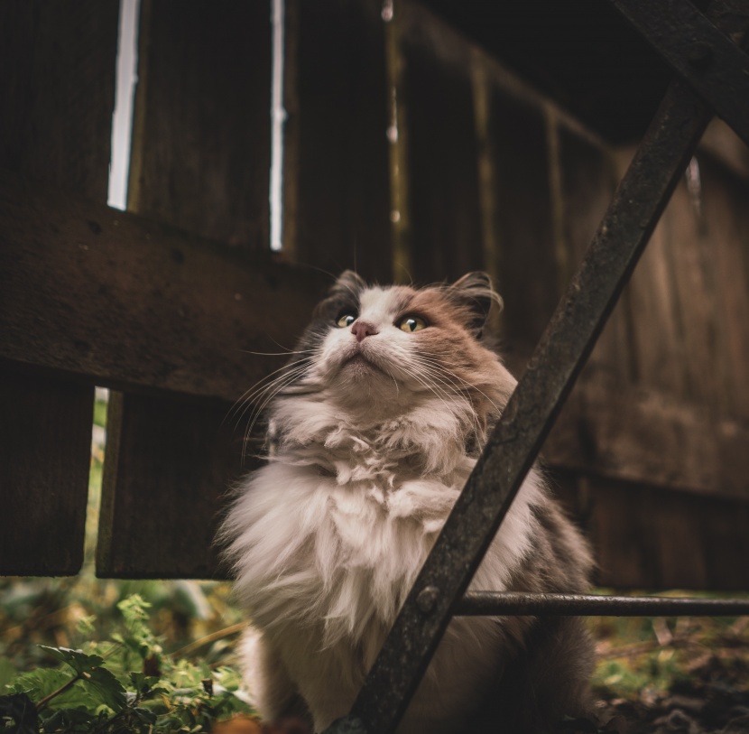 布偶猫图片 布拉多尔猫图片