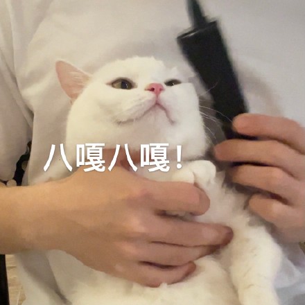 猫咪奶盖大哥大系列表情包