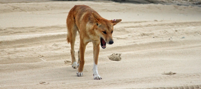 澳洲野犬图片