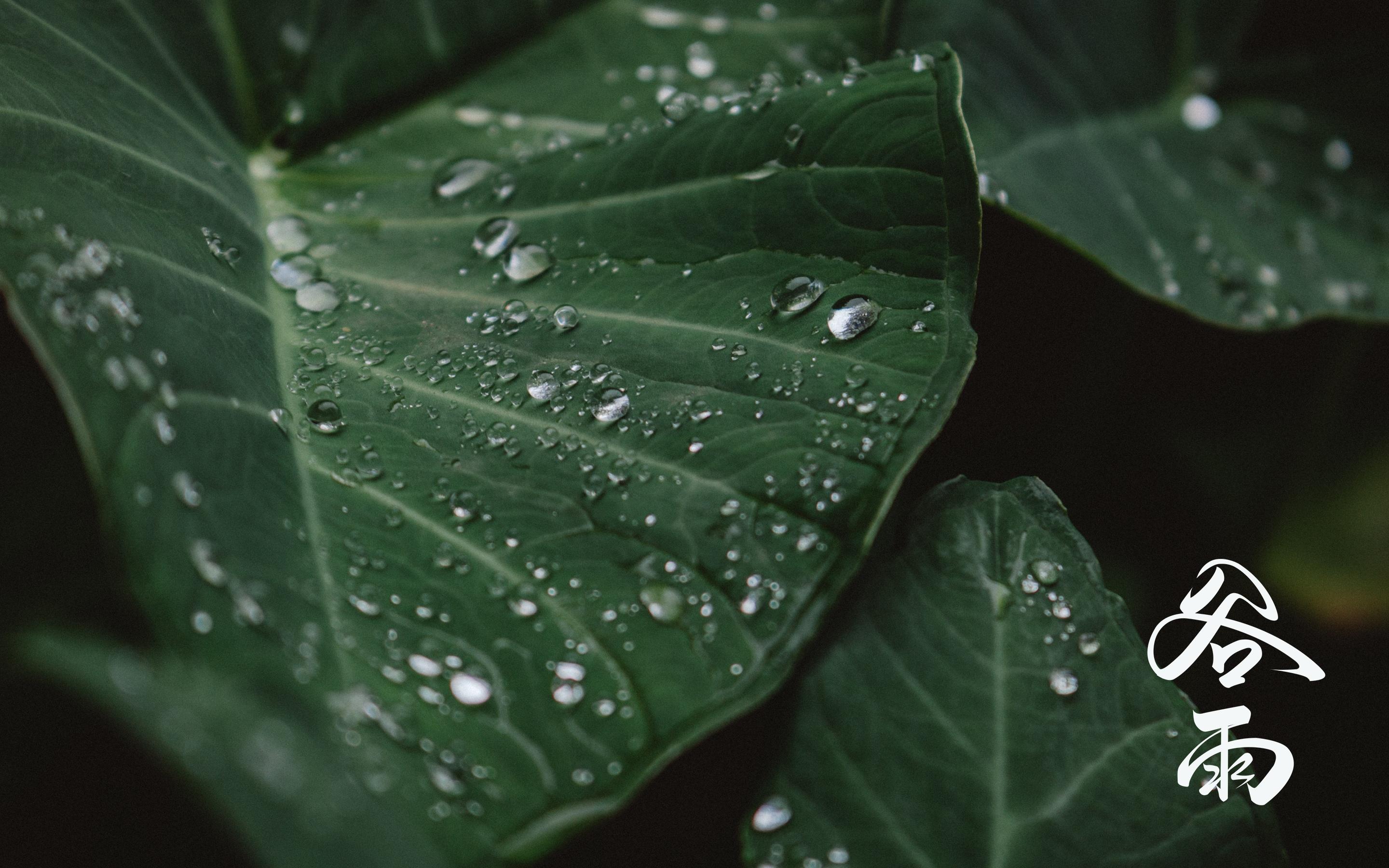 二十四节气谷雨图片桌面壁纸